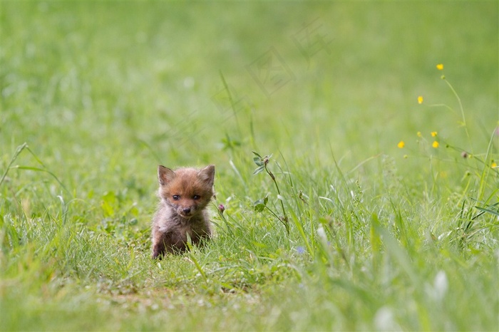 神秘灵气的狐狸素材图