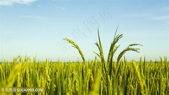 粮食素食水稻