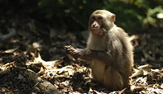 猴子吃东西静态