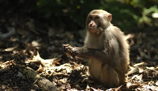 猴子吃东西静态 猴子吃东西静态