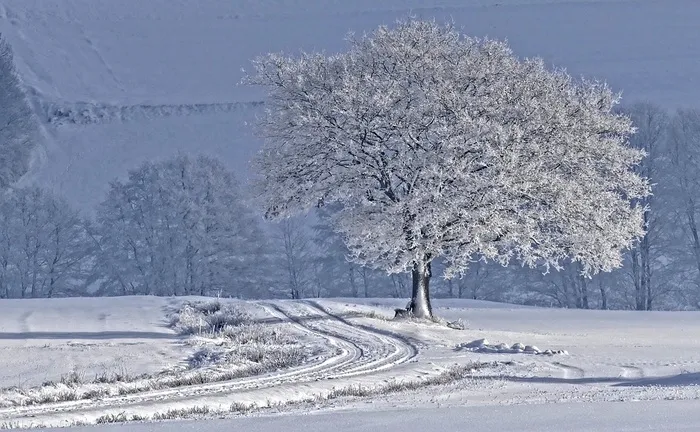 冬天白色背景风景大树