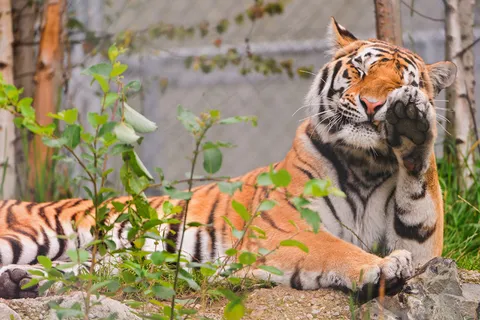 高清可爱老虎图片 高清可爱老虎图片