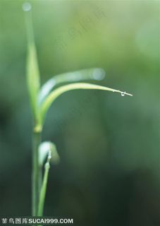 树木树叶-带着露水的树枝