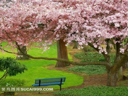 公园里的粉红色的樱花和长椅