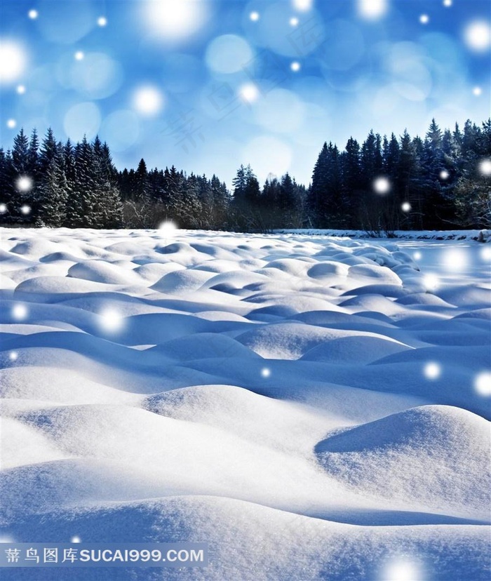冰雪覆盖的树林风景图片