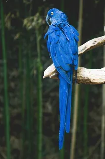 蓝色鹦鹉图片 蓝色鹦鹉图片