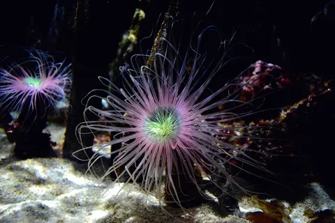 粉色海葵图片 粉色海葵图片