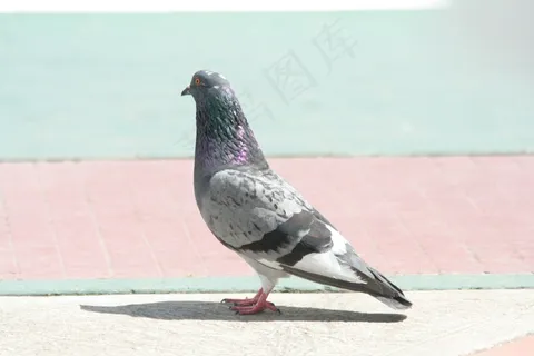 家养灰鸽子图片 家养灰鸽子图片