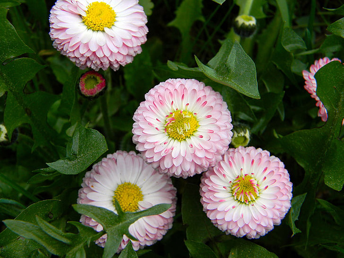 花朵 花束 植物 素材 (61)