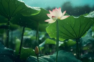 雨天荷花荷叶唯美背景