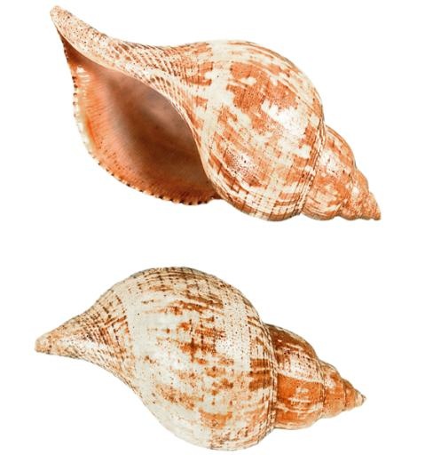贝壳 PNG免抠(572x600)