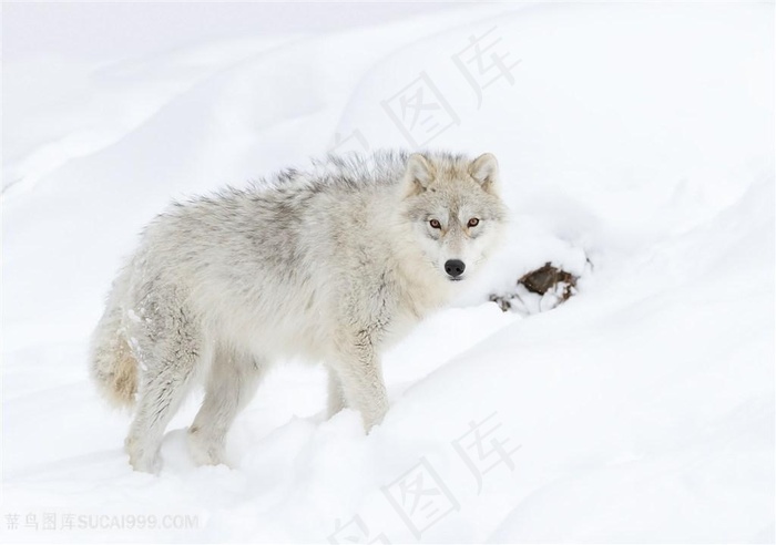 大灰狼图片壁纸