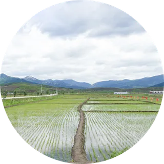 水稻田秧田现代农业