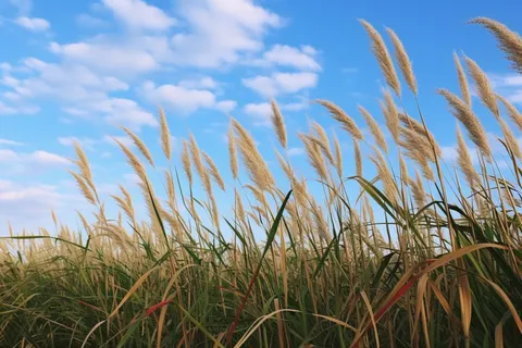 蓝天白云下的芦苇荡摄影图