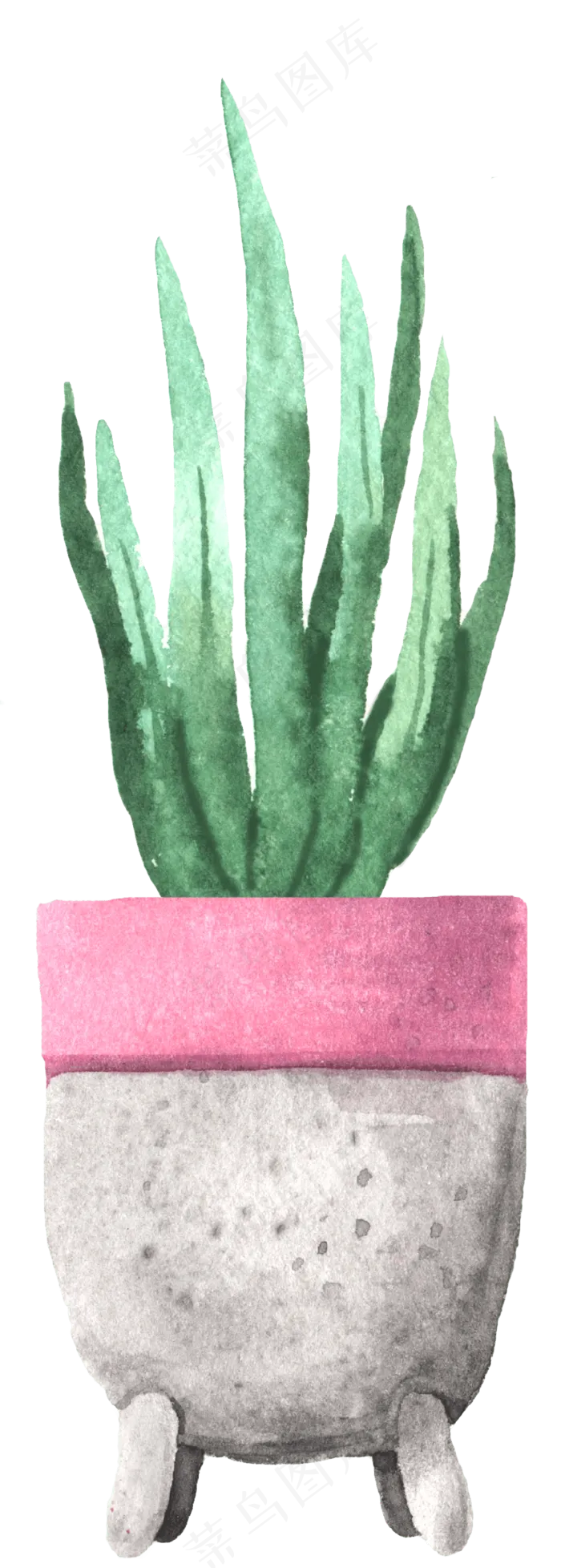 水彩插画-植物27