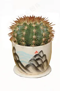 仙人球图片 仙人球图片