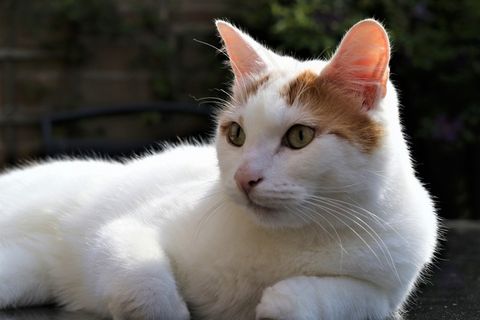 白色小猫呆萌图片