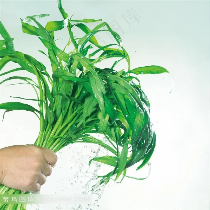 青菜蔬菜图片设计素材