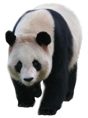 熊猫 PNG免抠(300x400)