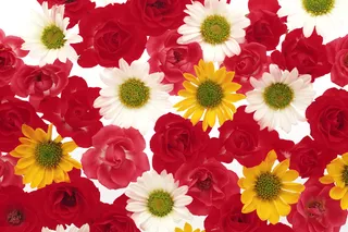 花团锦簇七红黄白