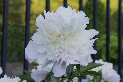 单脚站立火烈鸟图片