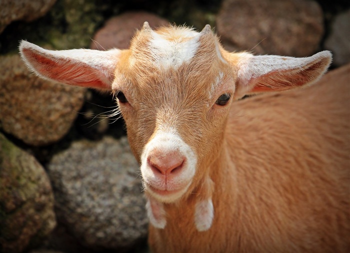 一只温顺乖巧山羊特写摄影