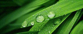 夏天绿叶露水露珠萌芽清新，雨水白露谷雨摄影图