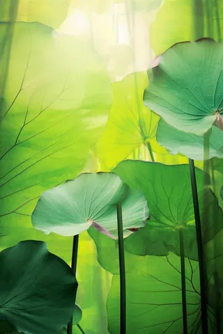 阳光荷叶清爽背景图