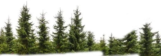 森林 PNG免抠(1642x582)