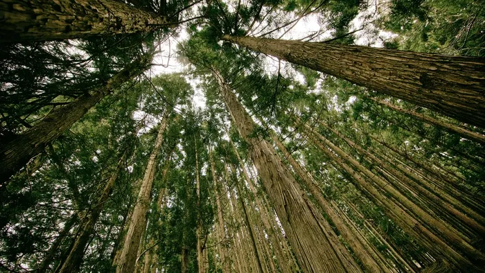 唯美高清山林树林