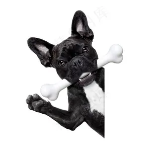 口含骨头打招呼的斗牛犬狗狗图片 口含骨头打招呼的斗牛犬狗狗图片