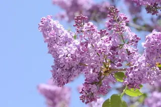 春天紫丁香花图片