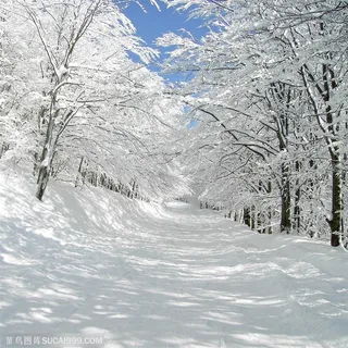 绝美天山雪景雪杉图片