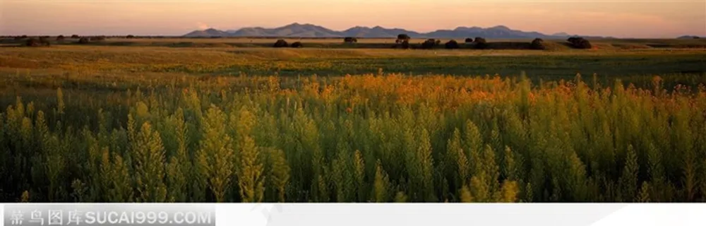 夕阳下大片的草原