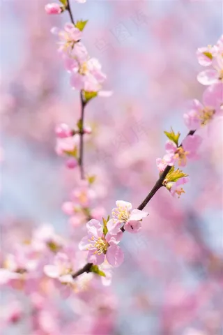 唯美桃花素材图片