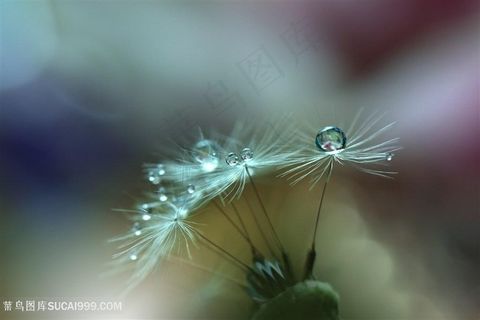 唯美水滴蒲公英种子鲜花图片