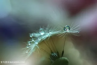 唯美水滴蒲公英种子鲜花图片