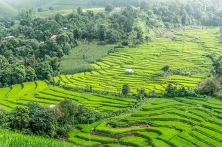 绿色水稻梯田图片