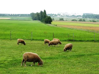 现代农业草原羊