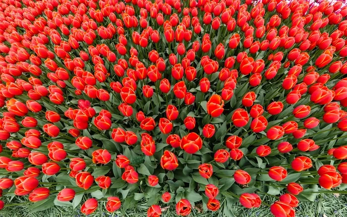 红色郁金香花海观赏图片