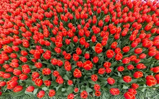 红色郁金香花海观赏图片