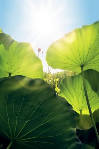 阳光荷叶清爽背景图