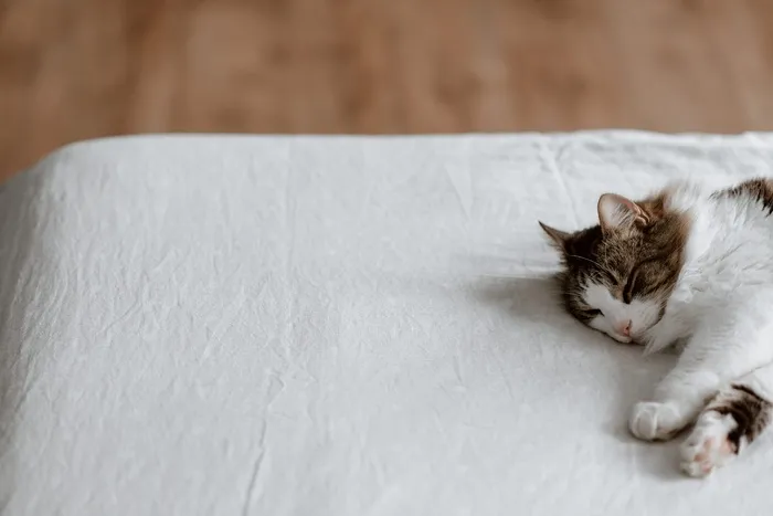 可爱猫咪猫猫摄影素材
