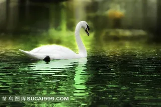 天鹅和湖水背景素材