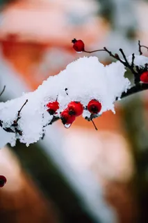 冬天雪景图 冬天雪景图