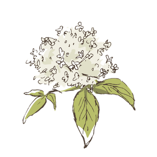 线条草本花卉手绘植物-接骨木彩色