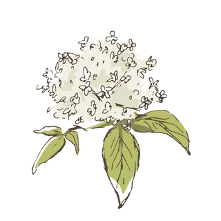 线条草本花卉手绘植物-接骨木彩色