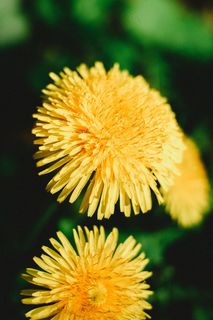 高雅的黄色菊花图片