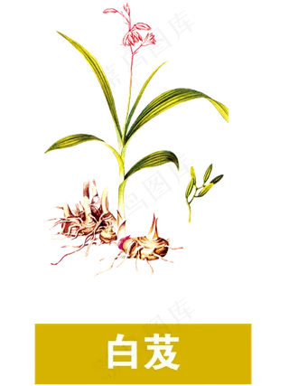 手绘草本中药药材白芨