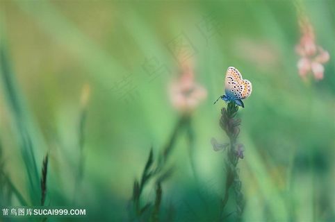 唯美蝴蝶鲜花图片